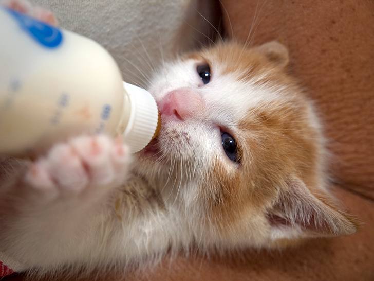 kitten-milk-02