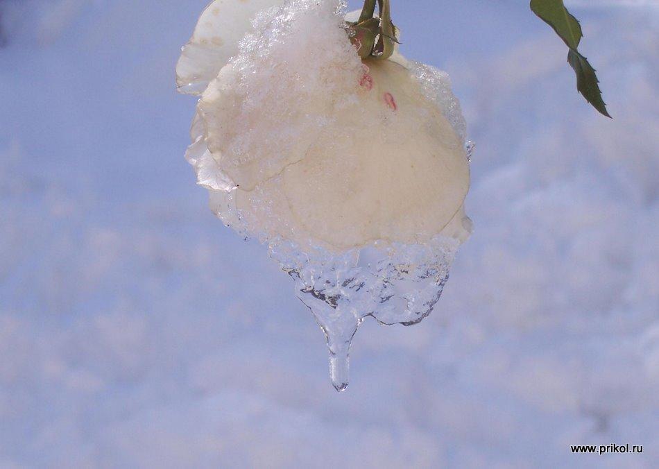 lednikoviy-period-01