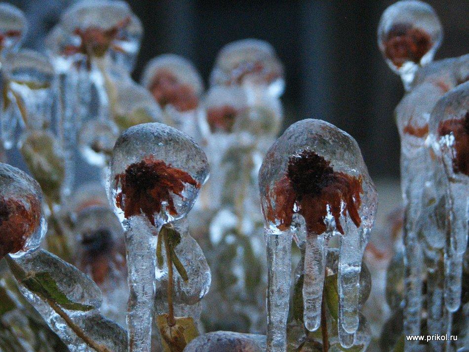 lednikoviy-period-09