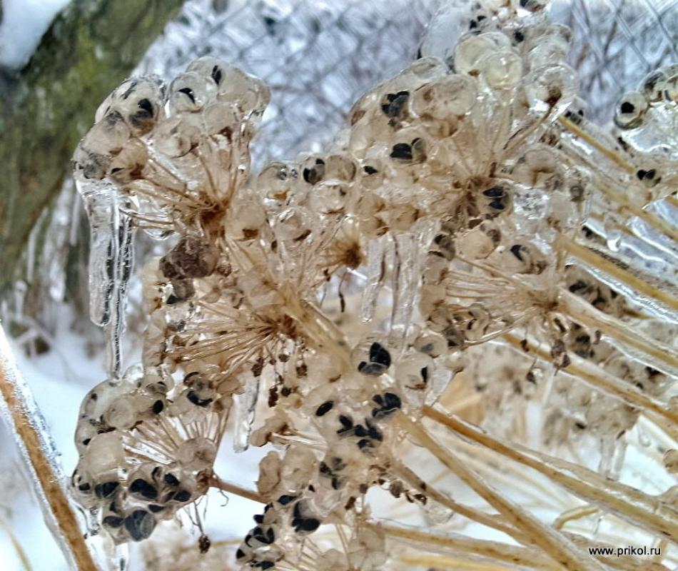 lednikoviy-period-26