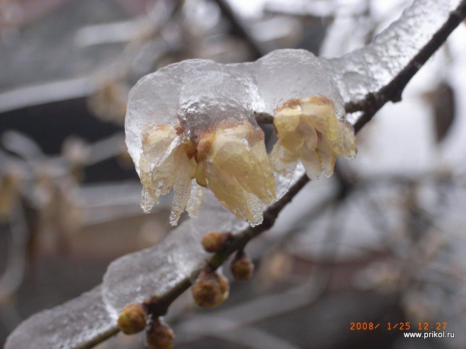 lednikoviy-period-29