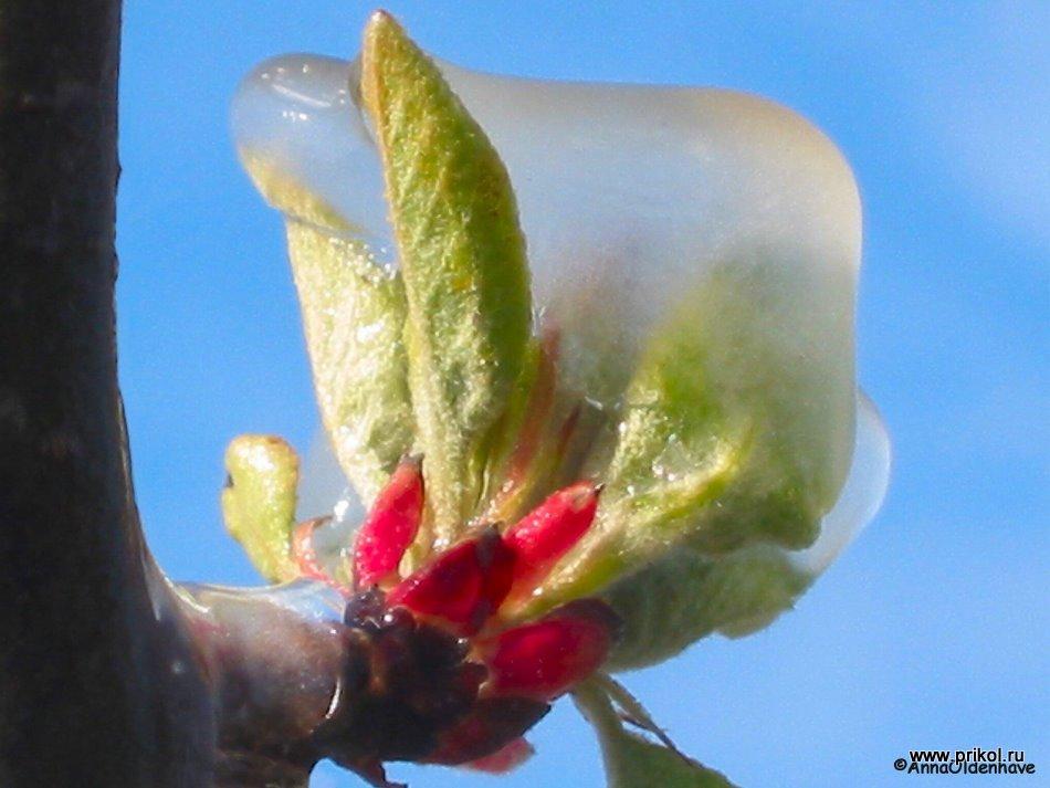 lednikoviy-period-30