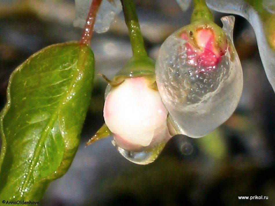 lednikoviy-period-31