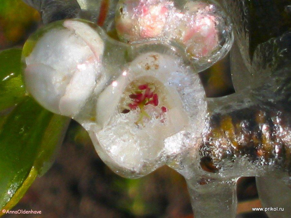 lednikoviy-period-32