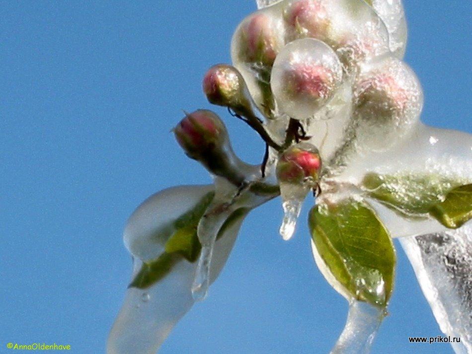 lednikoviy-period-33