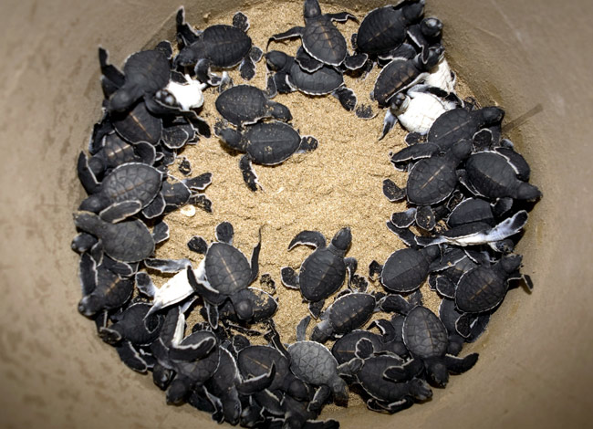 sea-turtles-100309-06