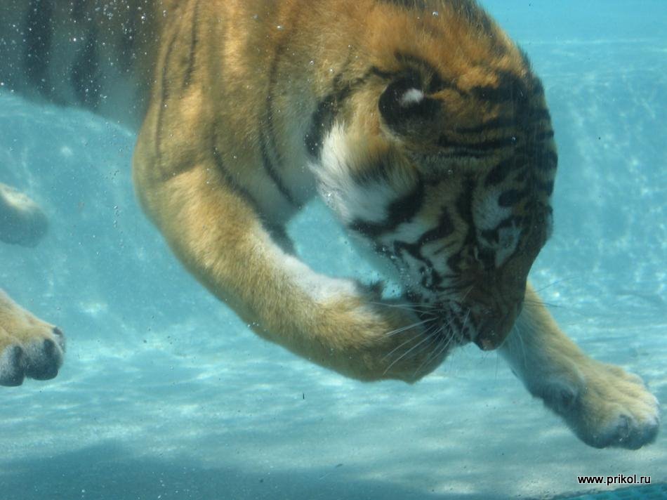 swimming-tigers-10