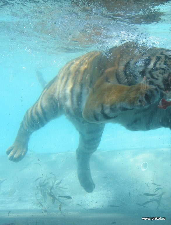 swimming-tigers-15