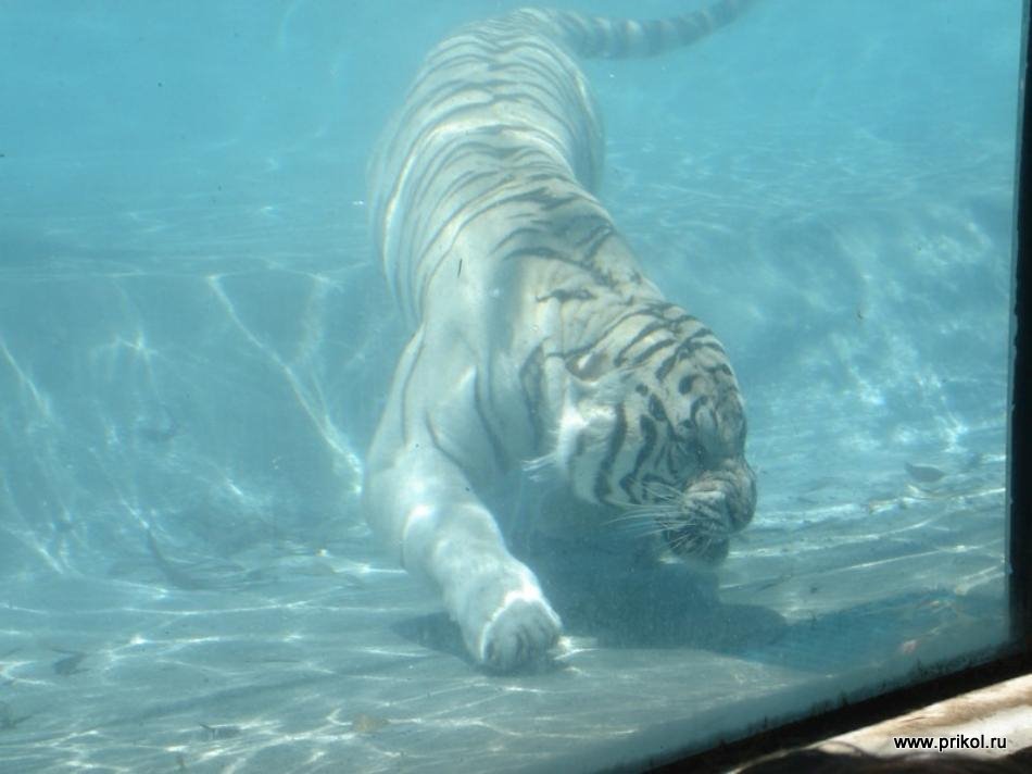 swimming-tigers-18