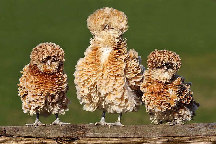 foto-prikol-170409-05