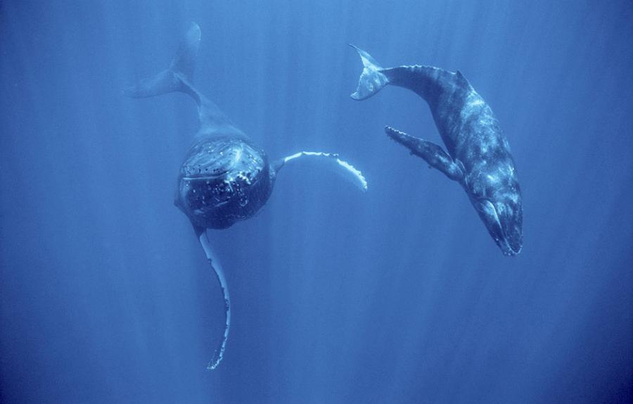 foto-prikol-170409-08