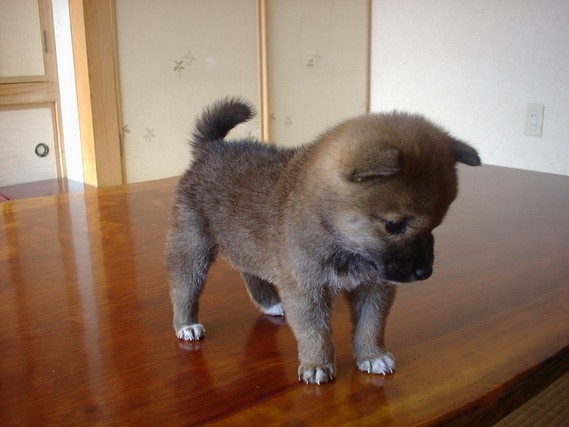 foto-prikol-170409-11