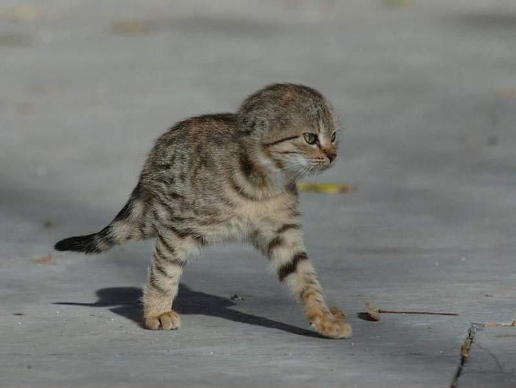 foto-prikol-170409-28