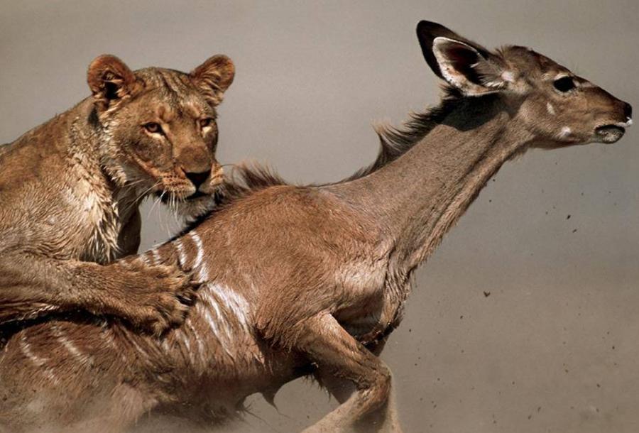 fotoprikoli-090409-03