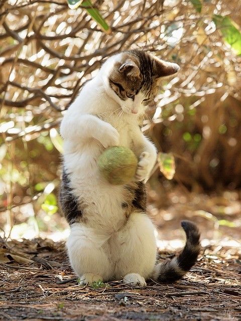 fotoprikoli-090409-16