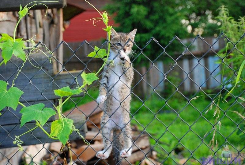 fotoprikoli-090409-30