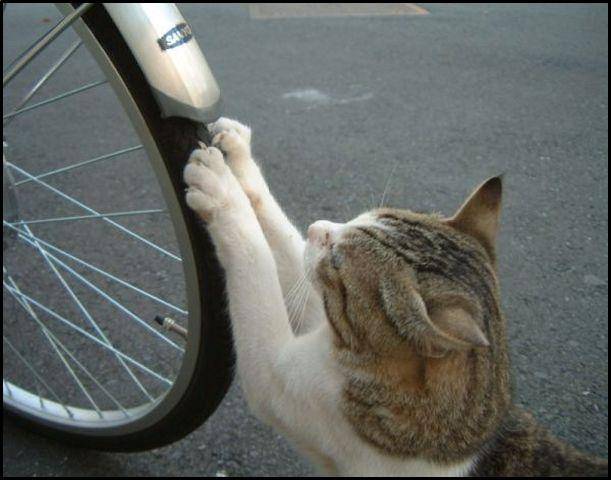 fotoprikoli-090409-34