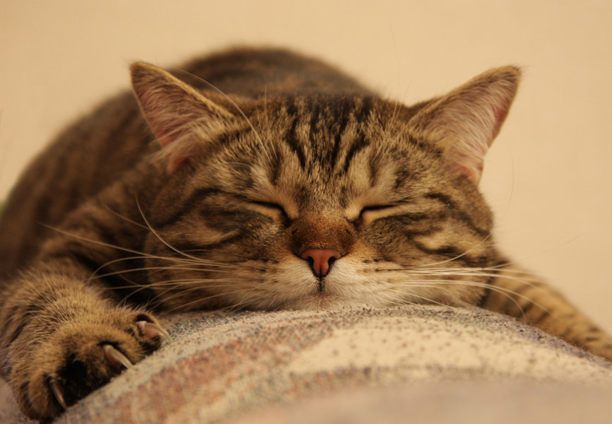 fotoprikoli-090409-39