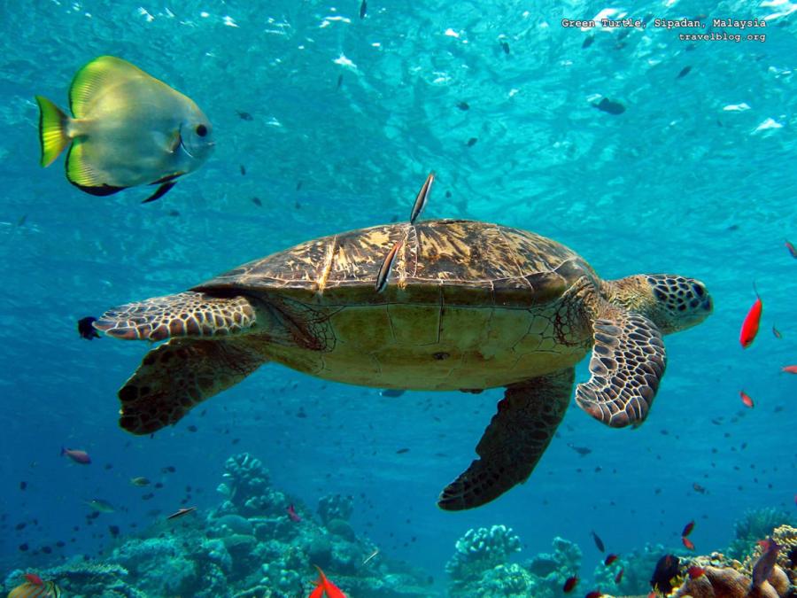 fotoprikoli-090409-43