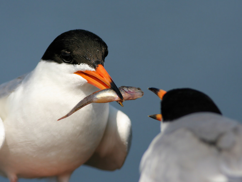 fotoprikoli-090409-49