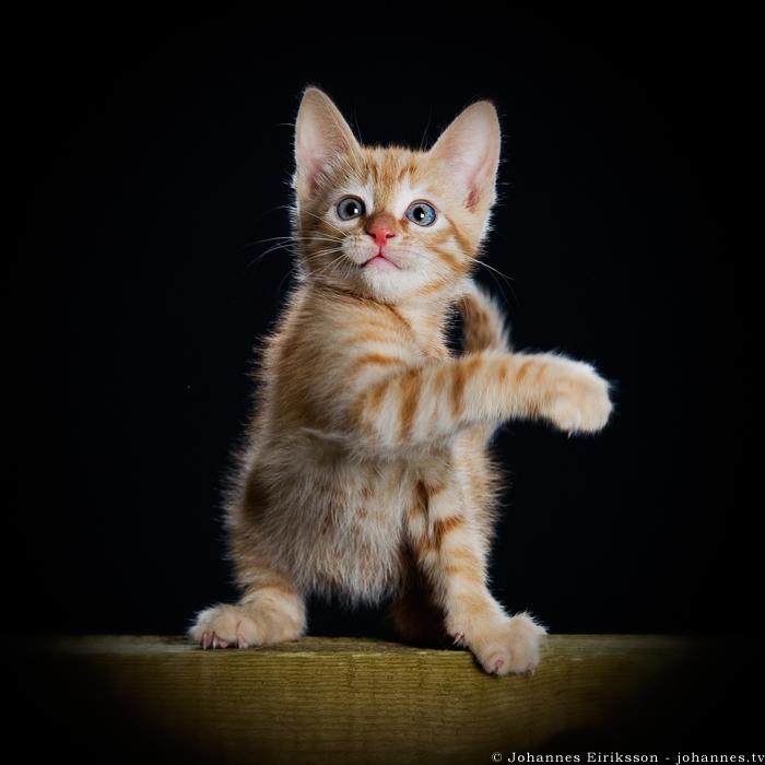 fotoprikoli-090409-55