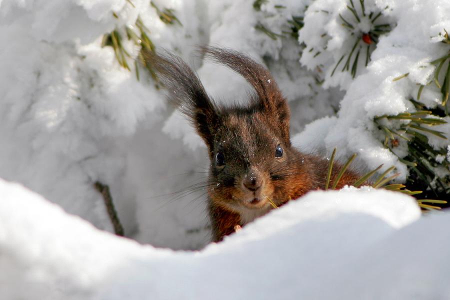 fotoprikoli-090409-58