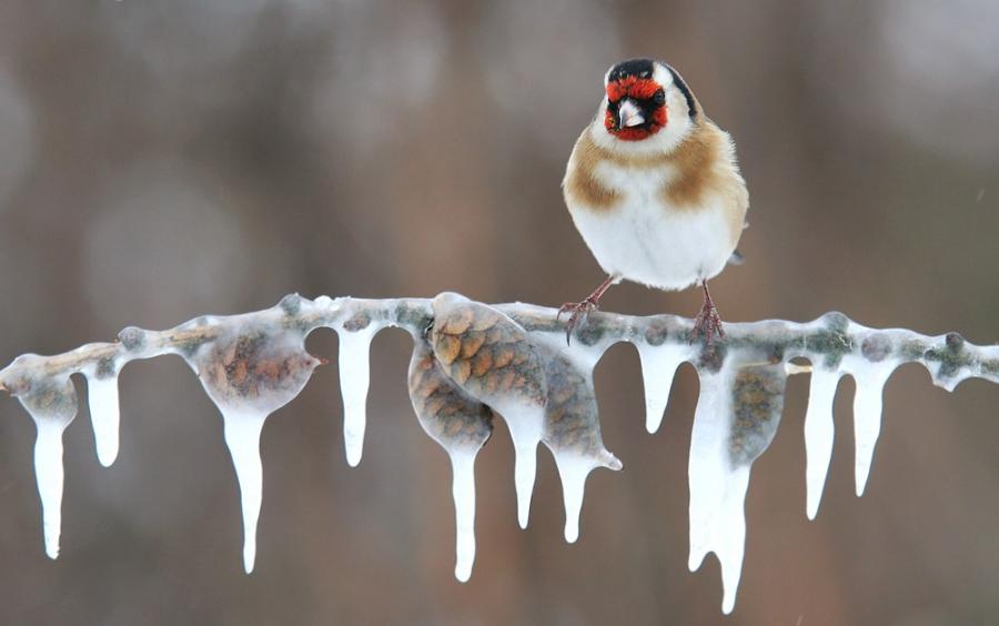 fotoprikoli-090409-66