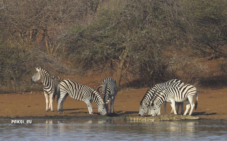 napadenie-krokodila-na-zebru-prikol-ru-02