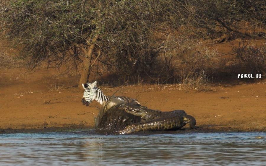 napadenie-krokodila-na-zebru-prikol-ru-04