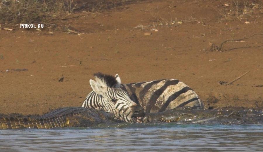 napadenie-krokodila-na-zebru-prikol-ru-07
