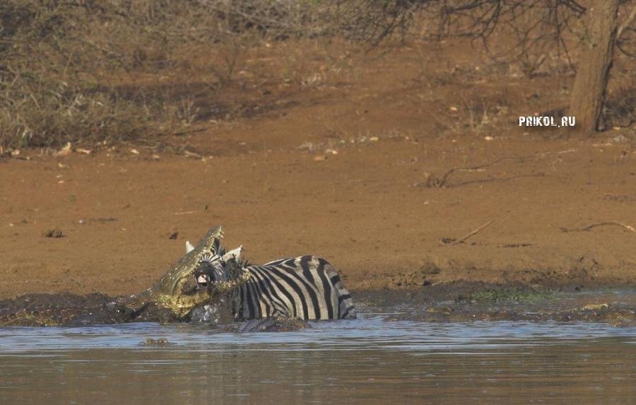 napadenie-krokodila-na-zebru-prikol-ru-08