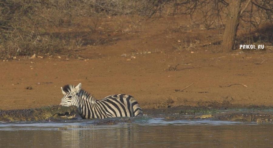 napadenie-krokodila-na-zebru-prikol-ru-09