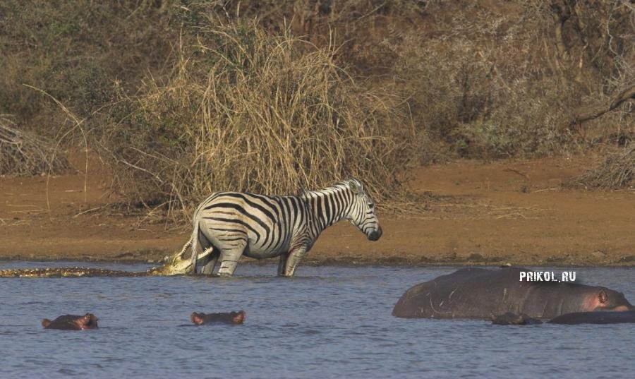 napadenie-krokodila-na-zebru-prikol-ru-10