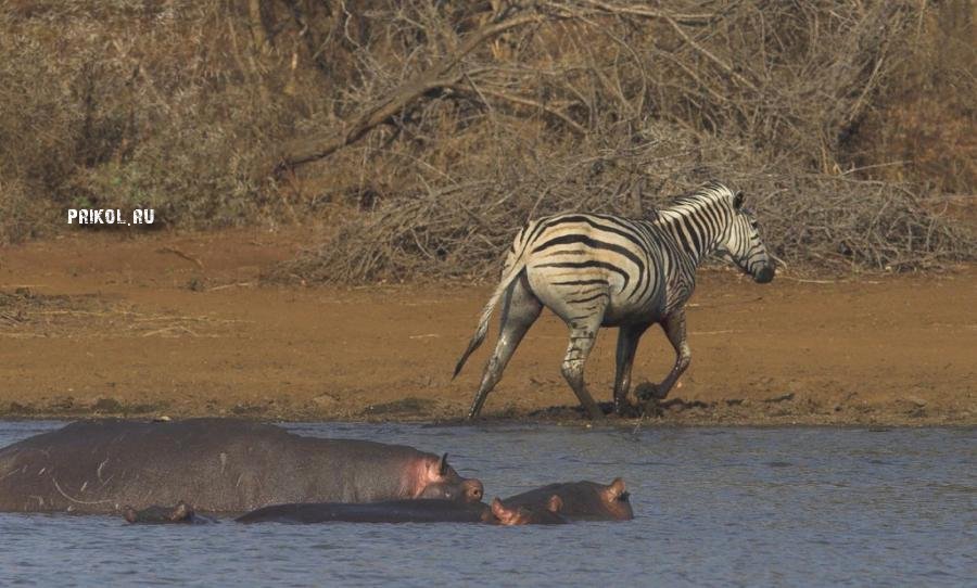napadenie-krokodila-na-zebru-prikol-ru-11
