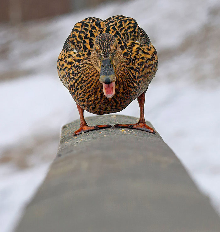 photo-prikol-030409-16