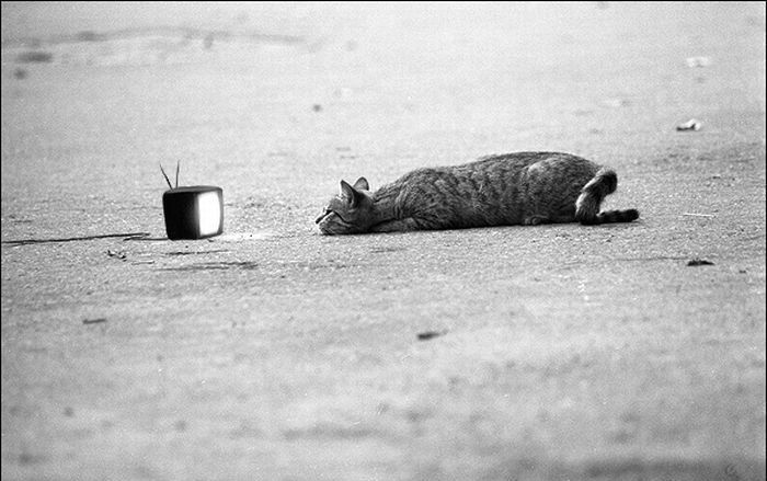 photo-prikol-030409-46