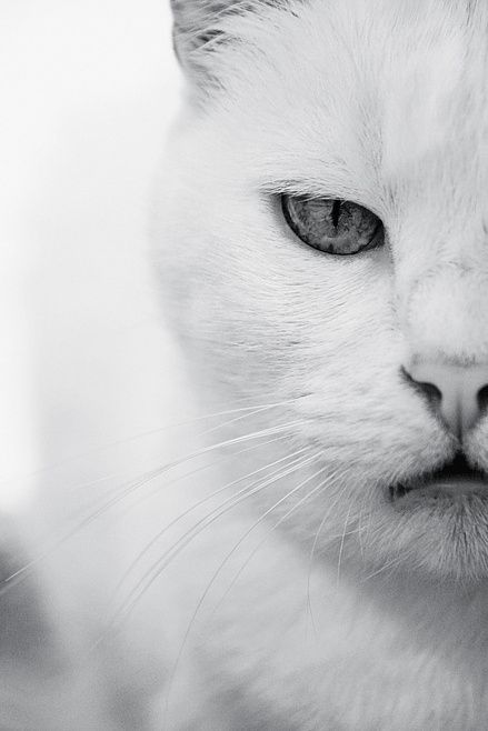 photo-prikol-030409-69