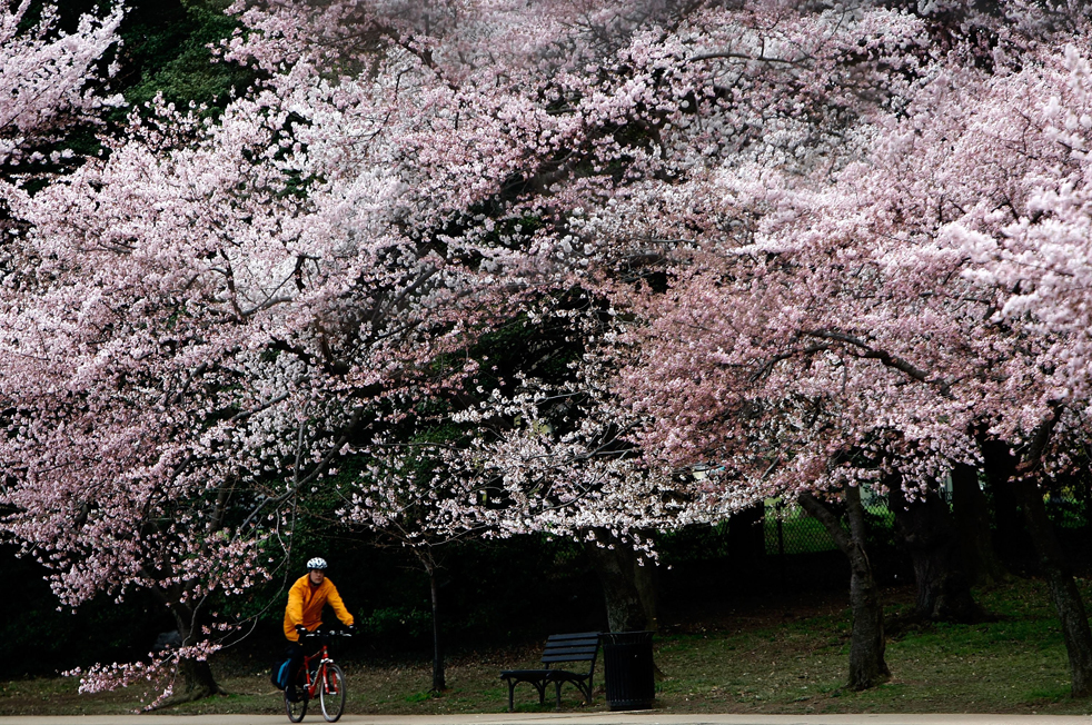 vesna-i-vishni-vashington-04