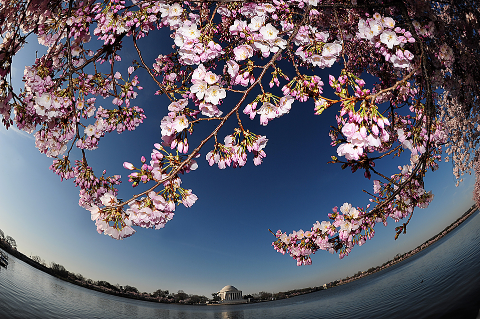 весна в Вашингтоне