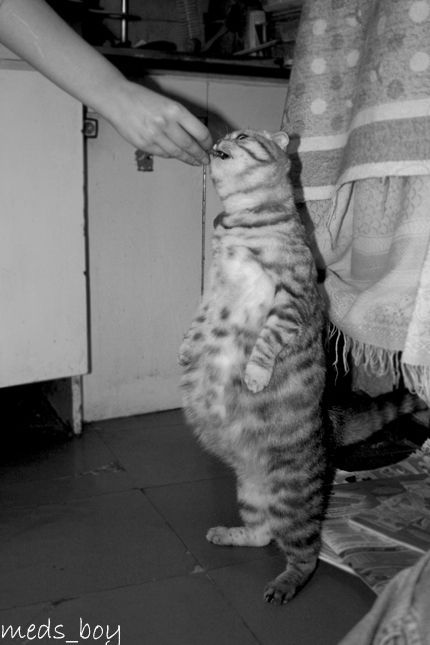 photo-prikol-010509-42