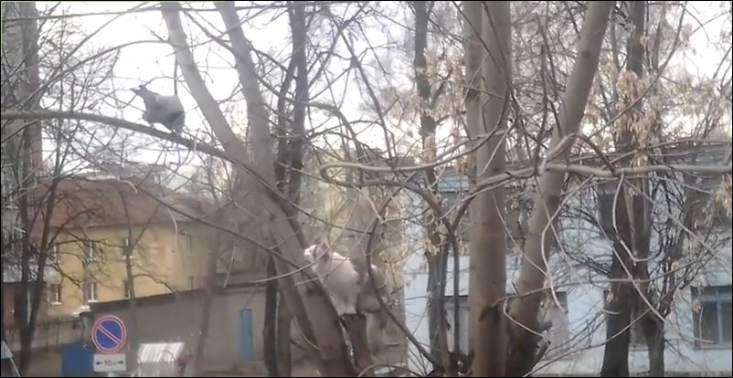 Ворона издевается над котом
