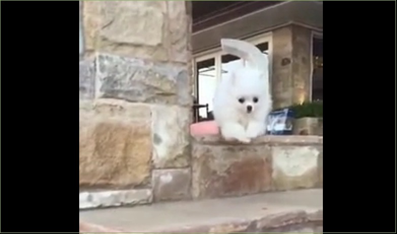 лысая резина