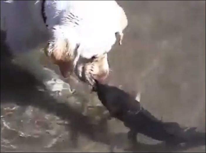Бесстрашная рыбка играет с собакой