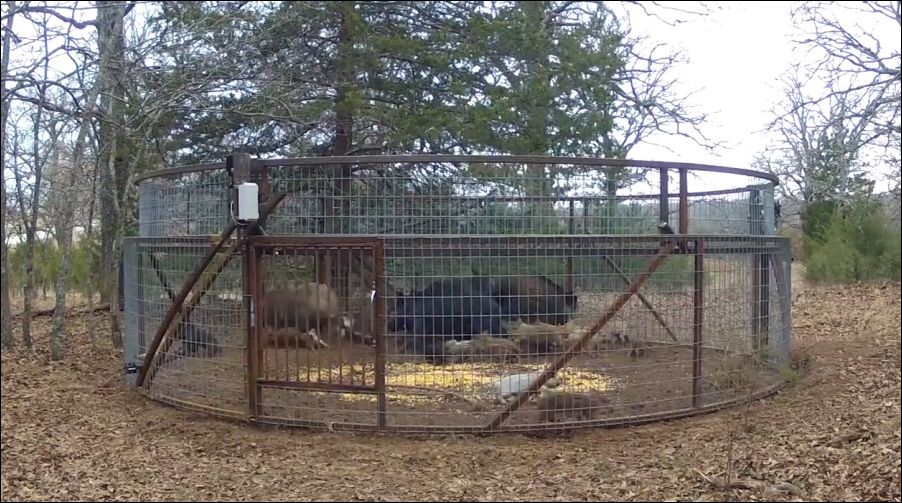 Ловушка на кабанов