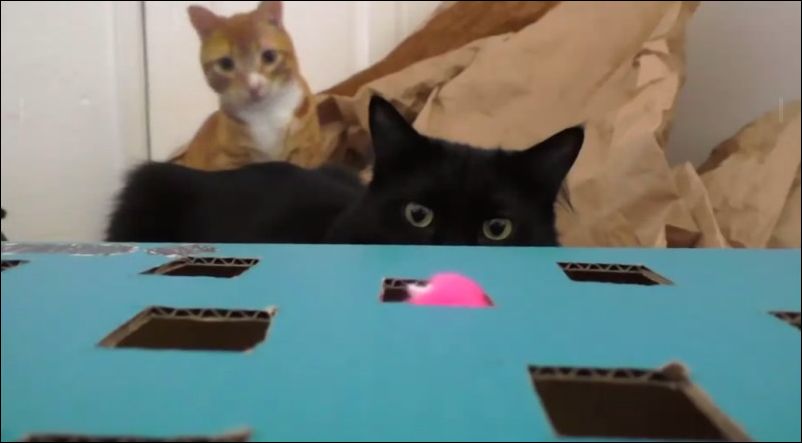 5 полезных советов для тех, у кого дома есть кот