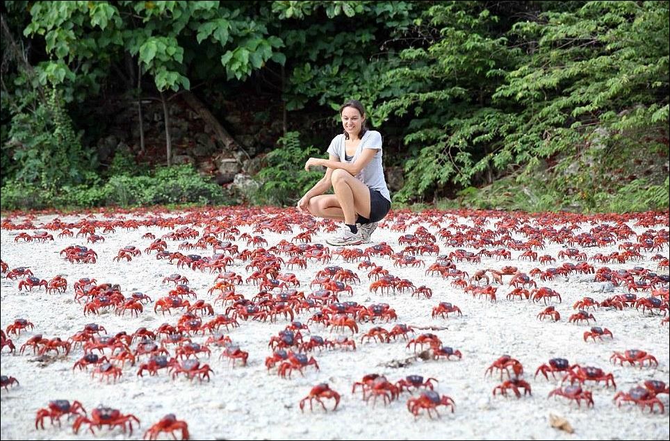 Миграция крабов на острове Рождества (13 фото)