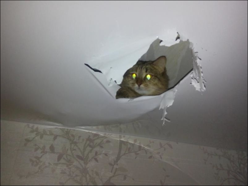 Кошка устроила гнездо в натяжном потолке (2 фото)