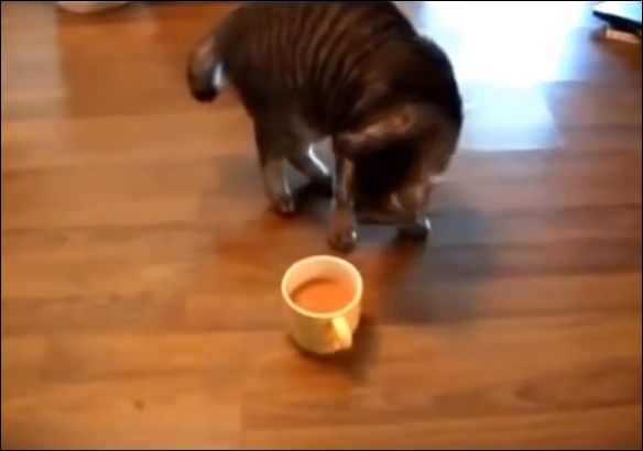 Кот выразил свое мнение насчет кофе