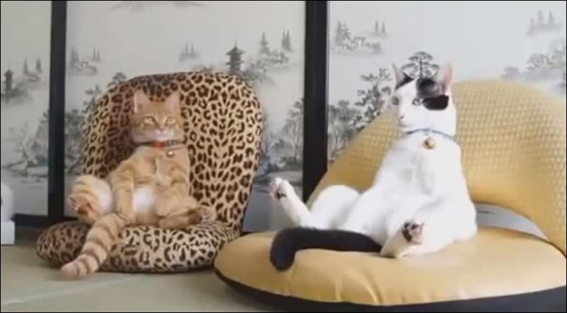 Лучшее из COUB — часть 67