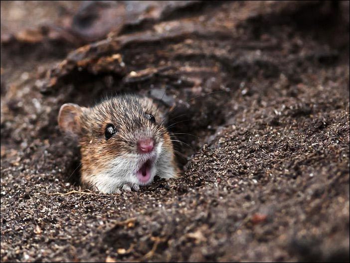 Ошеломление на мордах животных (20 фото)